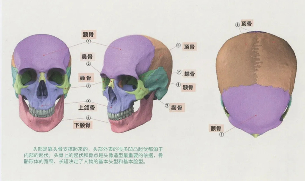 廣州畫室排名前三畫室超強干貨丨素描頭像基礎理論知,02