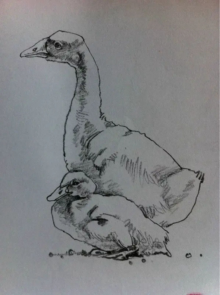 如果你正在學習線描速寫，廣州藝考畫室覺得這52幅作品正合適你,24