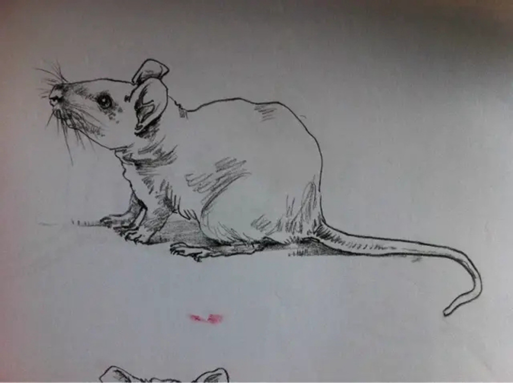 如果你正在學習線描速寫，廣州藝考畫室覺得這52幅作品正合適你,26