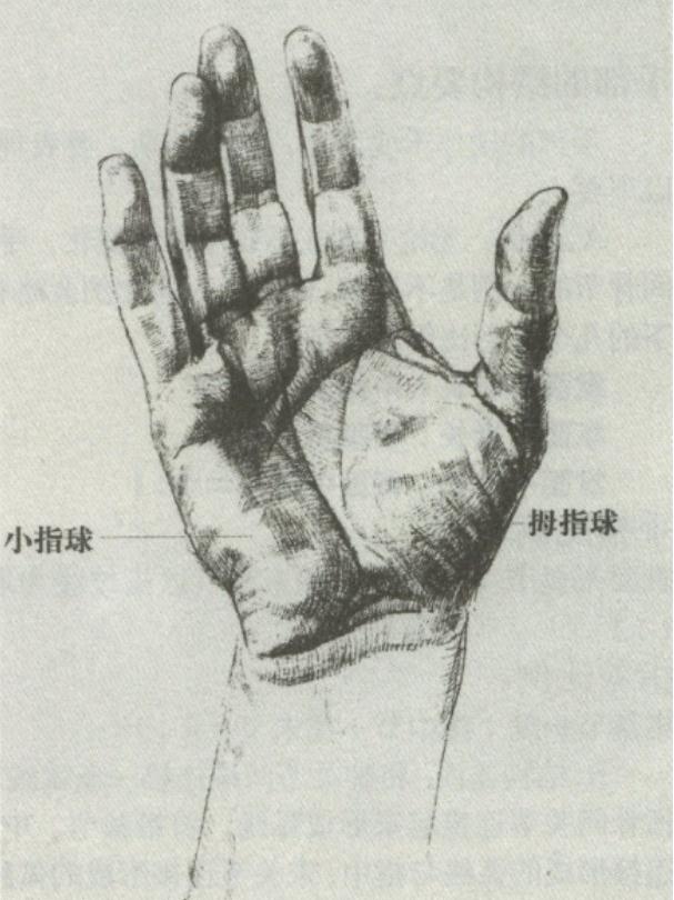 廣州十大畫室老師給你詳細解析速寫局部精講之手部比例、肌肉、特征,03