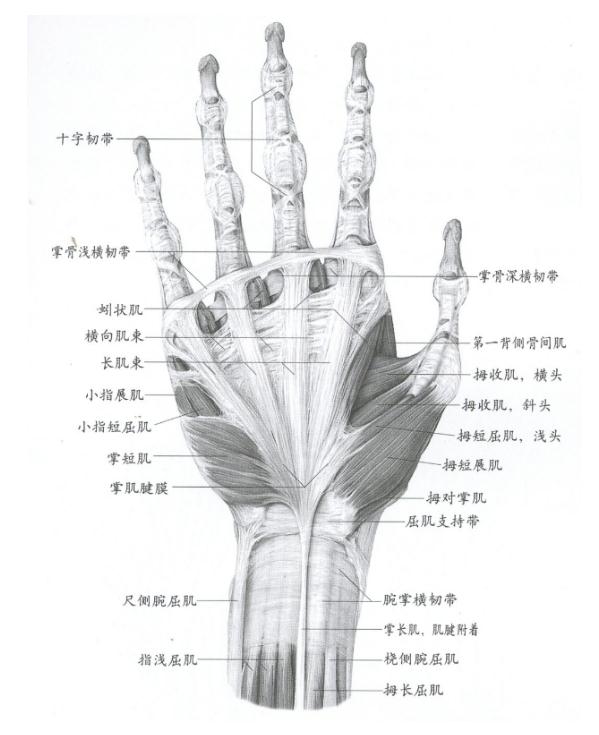 廣州十大畫室老師給你詳細解析速寫局部精講之手部比例、肌肉、特征,06