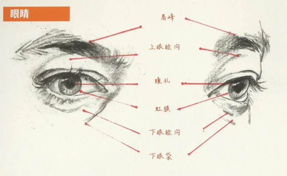 廣州前十畫室超強干貨丨速寫局部之眼耳鼻嘴的刻畫,01