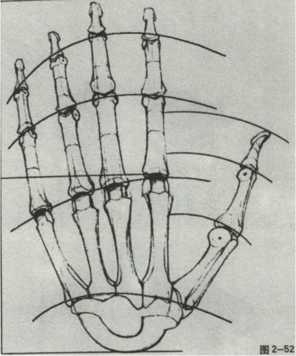 廣州十大畫室老師給你詳細解析速寫局部精講之手部比例、肌肉、特征,05