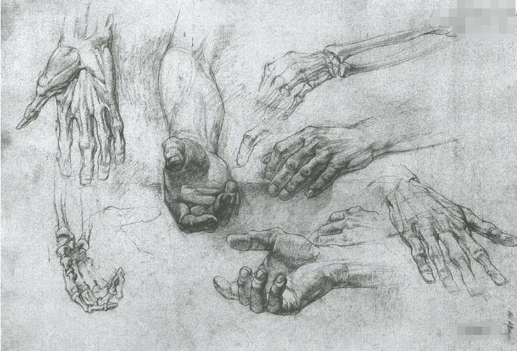 廣州十大畫室老師給你詳細解析速寫局部精講之手部比例、肌肉、特征,08