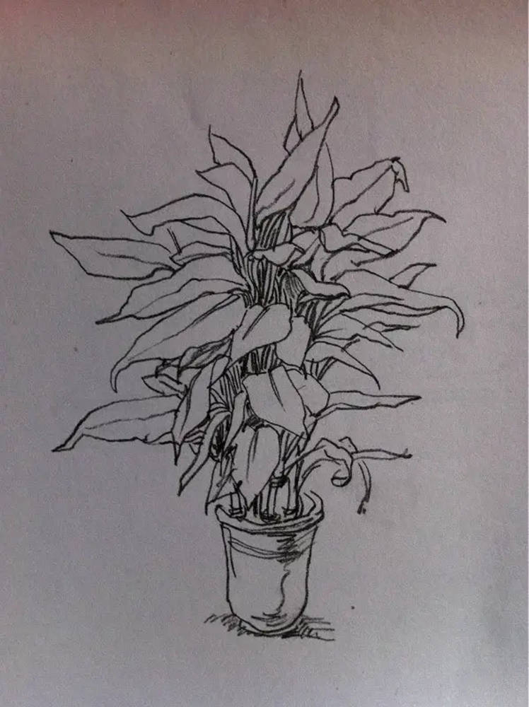 如果你正在學習線描速寫，廣州藝考畫室覺得這52幅作品正合適你,50