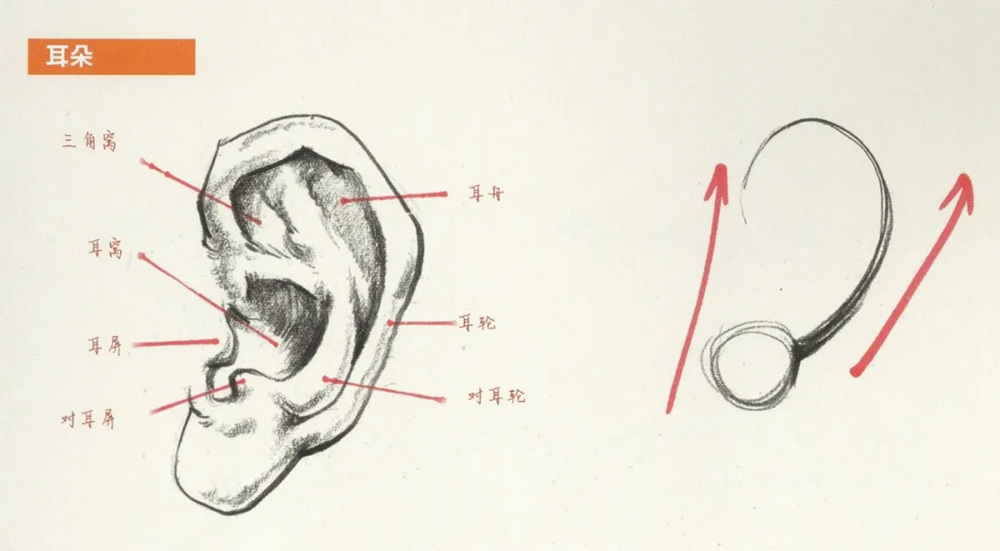 廣州前十畫室超強干貨丨速寫局部之眼耳鼻嘴的刻畫,04