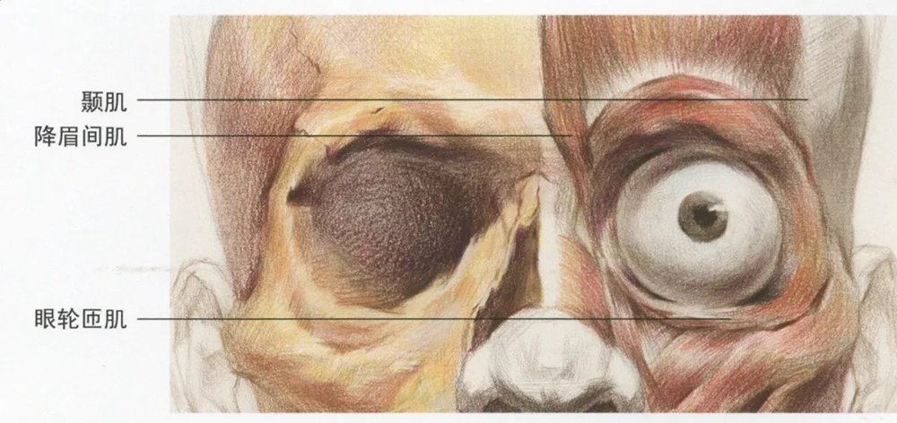 廣州藝考畫室,廣州素描畫室,廣州畫室素描培訓,03